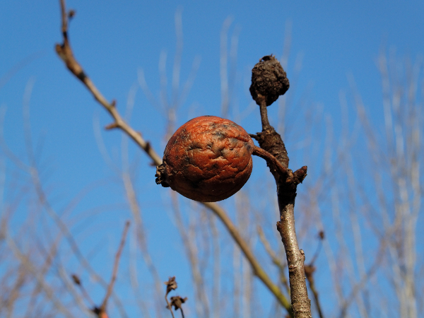 Pomme de l'année dernière.jpg